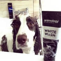 Animology deals white wash