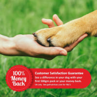 GWF Nutrition Joint Aid Dog Pet Supermarket