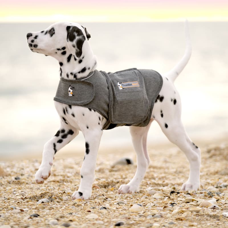 Anxiety coats for dogs shop