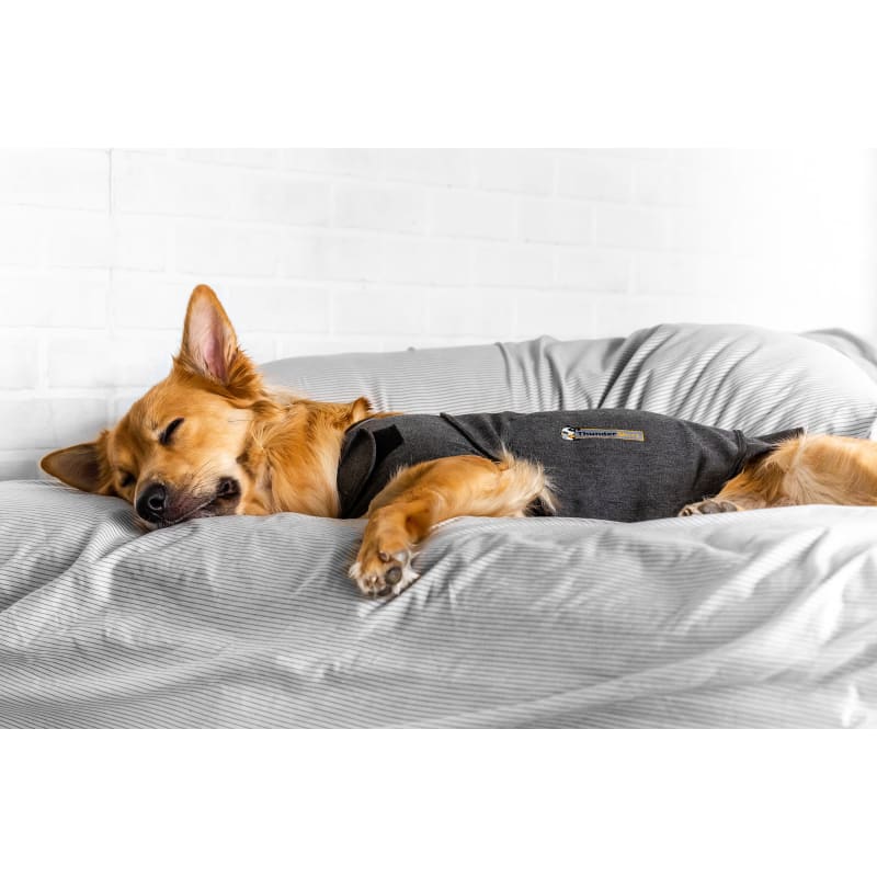 Calming jacket for dogs outlet