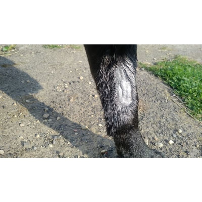 Spray on plaster for dogs on sale
