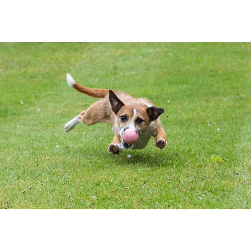 Beco ball hotsell dog toy