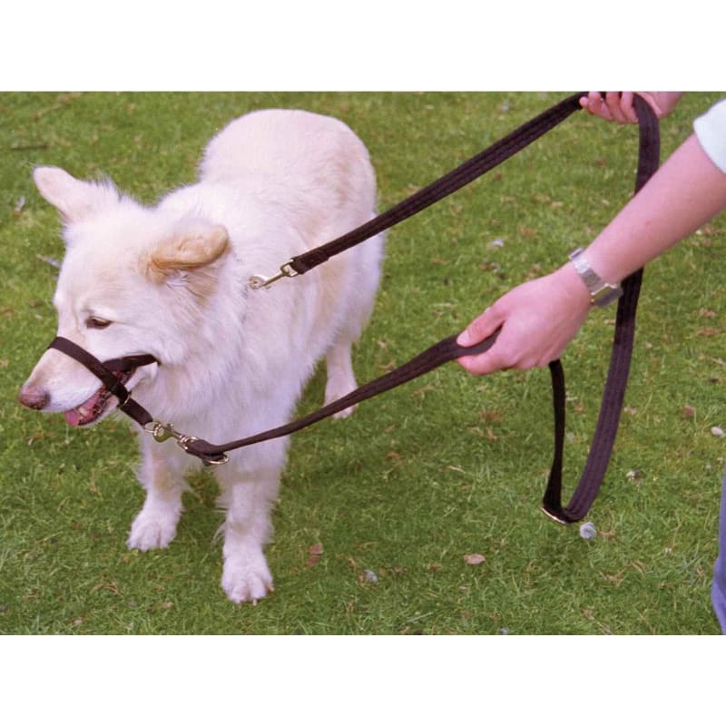Halti dog leads clearance