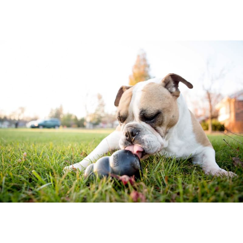 Extreme 2025 dog toys