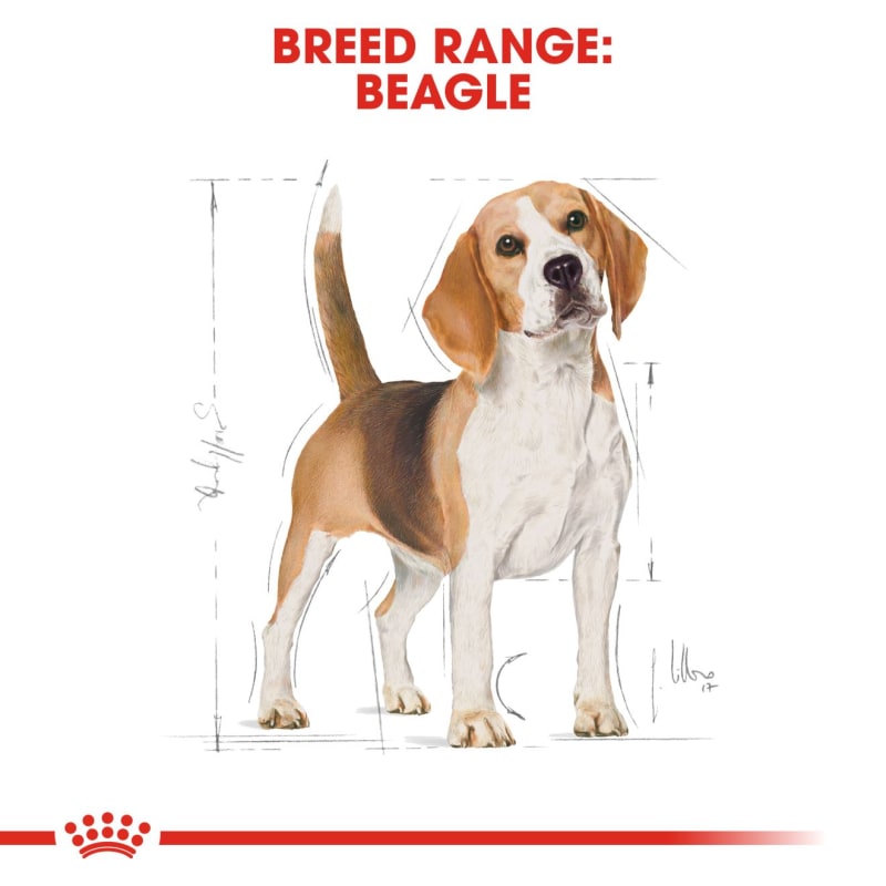Royal canin beagle junior best sale