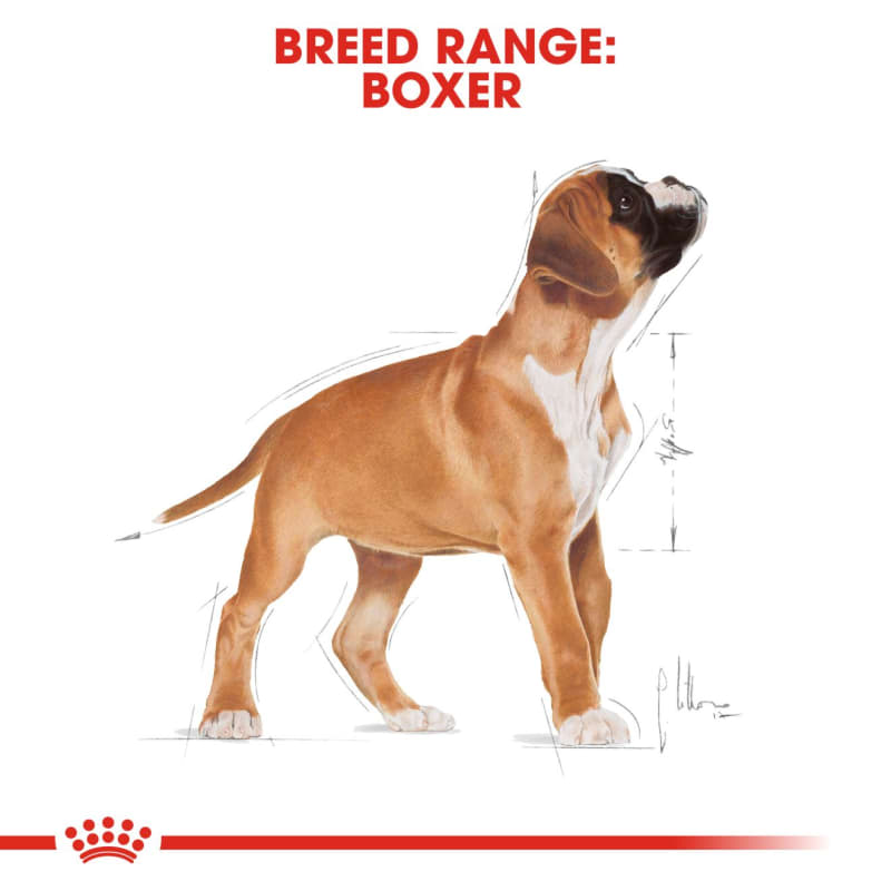 Boxer puppies for sale trading post 2025