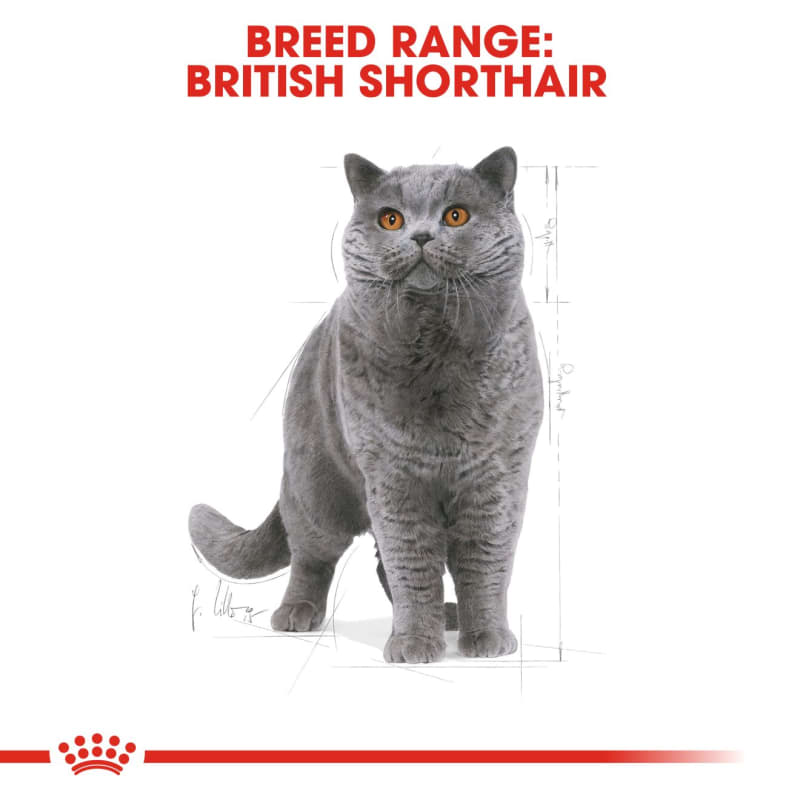 Concept for life british shorthair adult deals