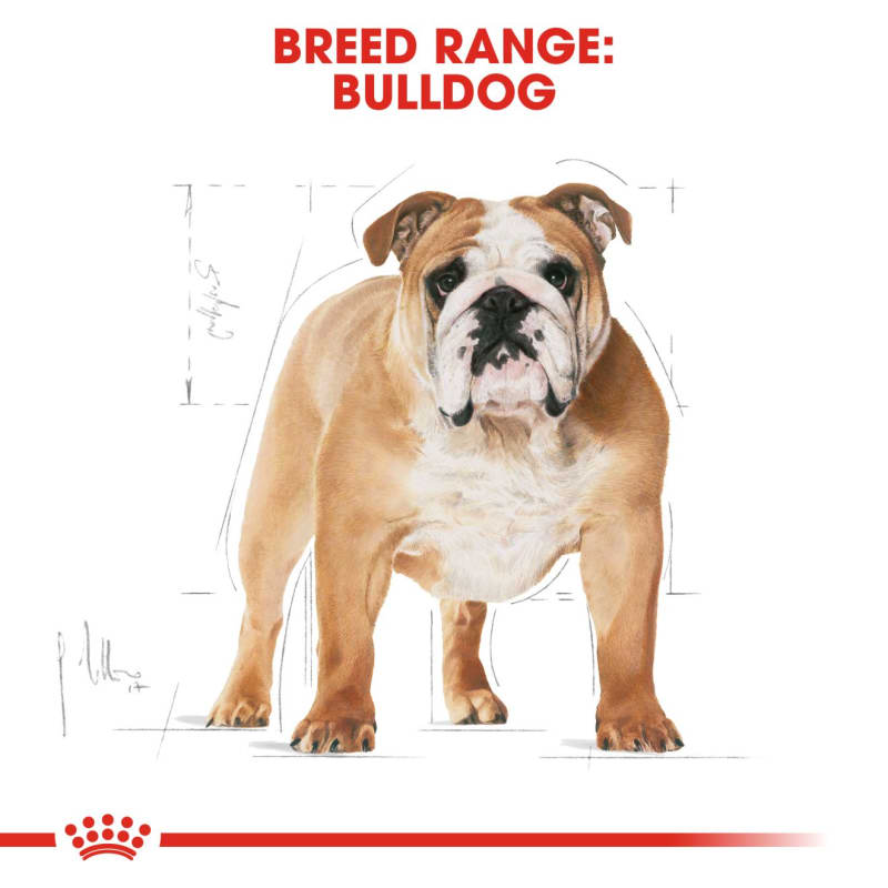 Best dog food for olde english bulldog new arrivals