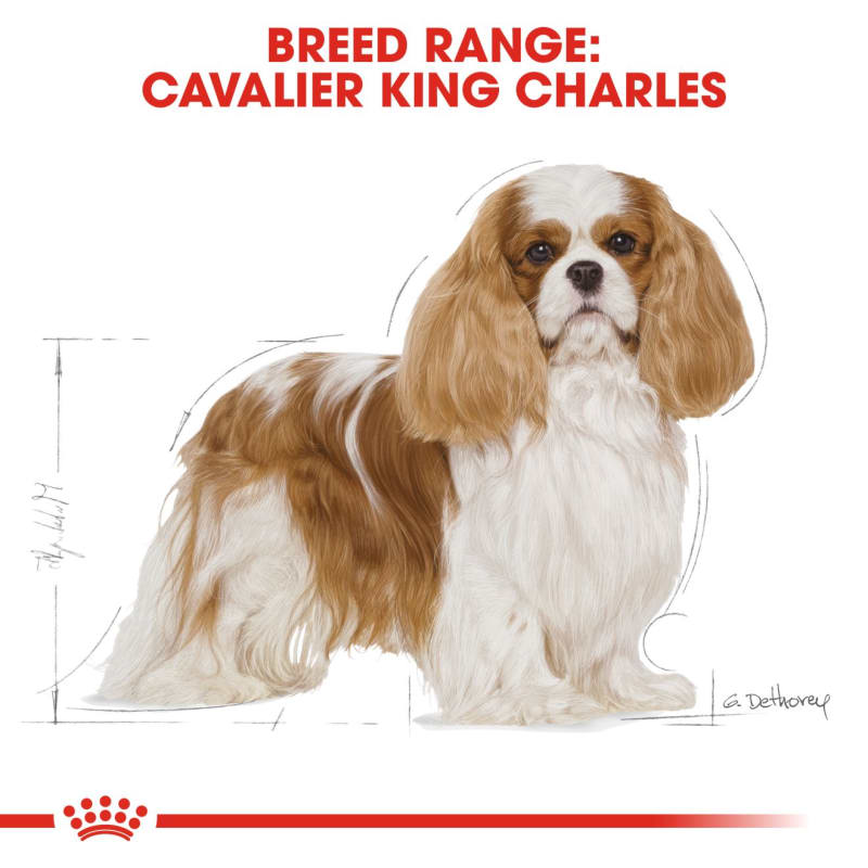 Best dry dog food for cavalier king charles spaniel uk shop