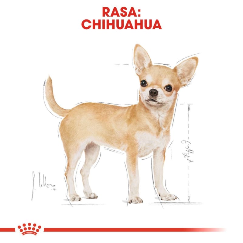 Royal canin chihuahua sales 10lb