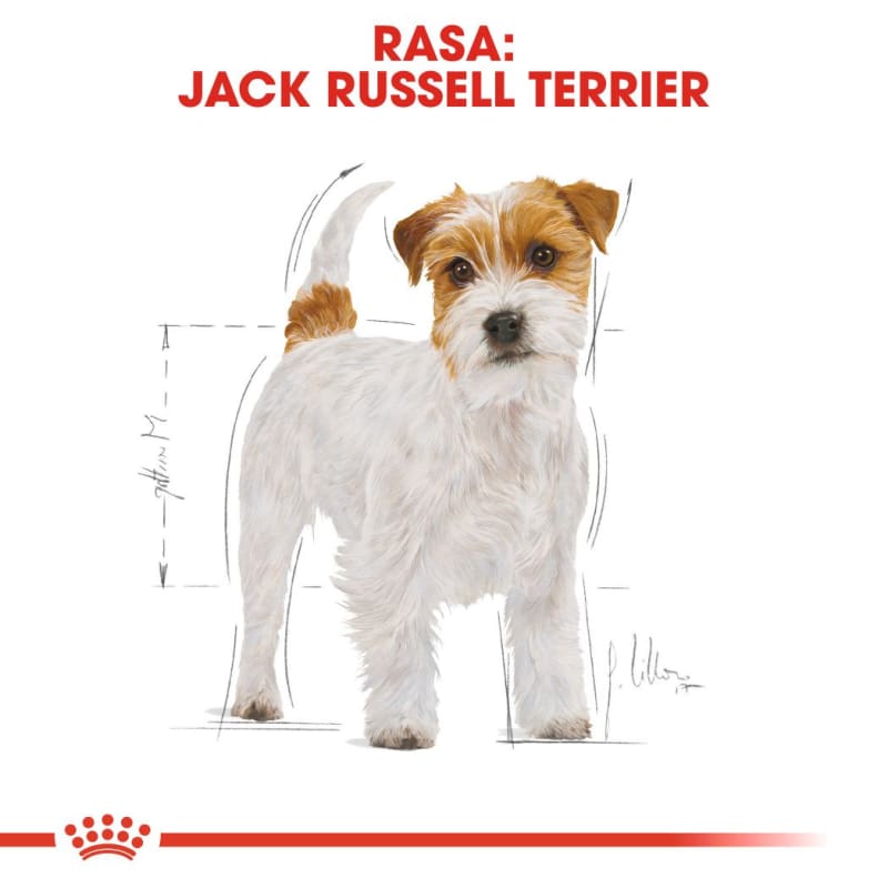 Royal canin jack russell terrier adult clearance