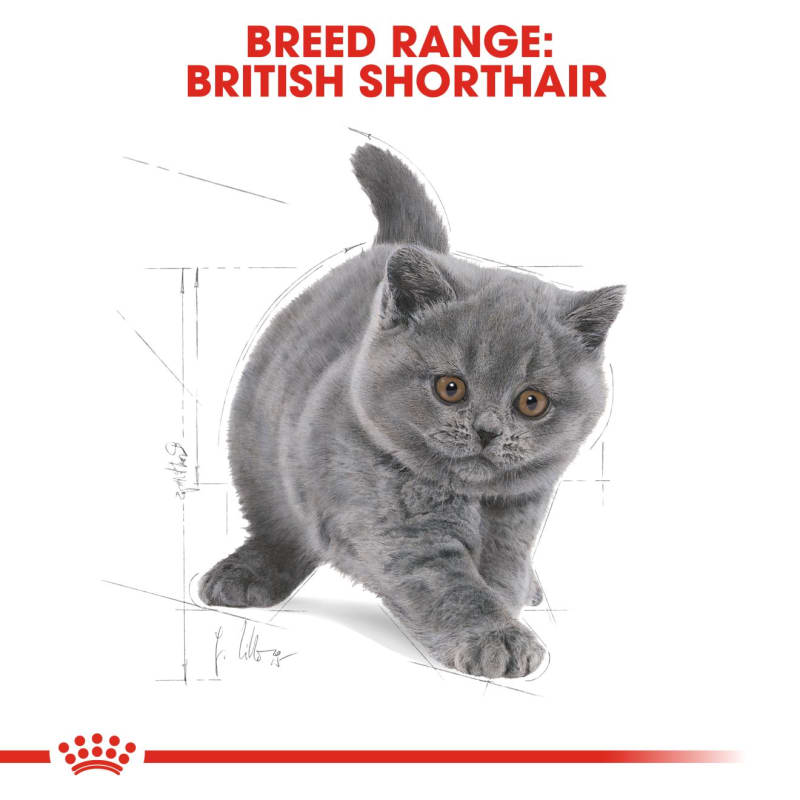 Royal Canin British Shorthair Kitten Pet Supermarket