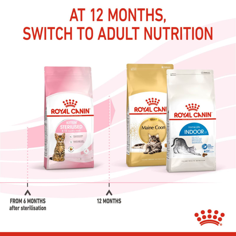 Royal kitten sterilised on sale