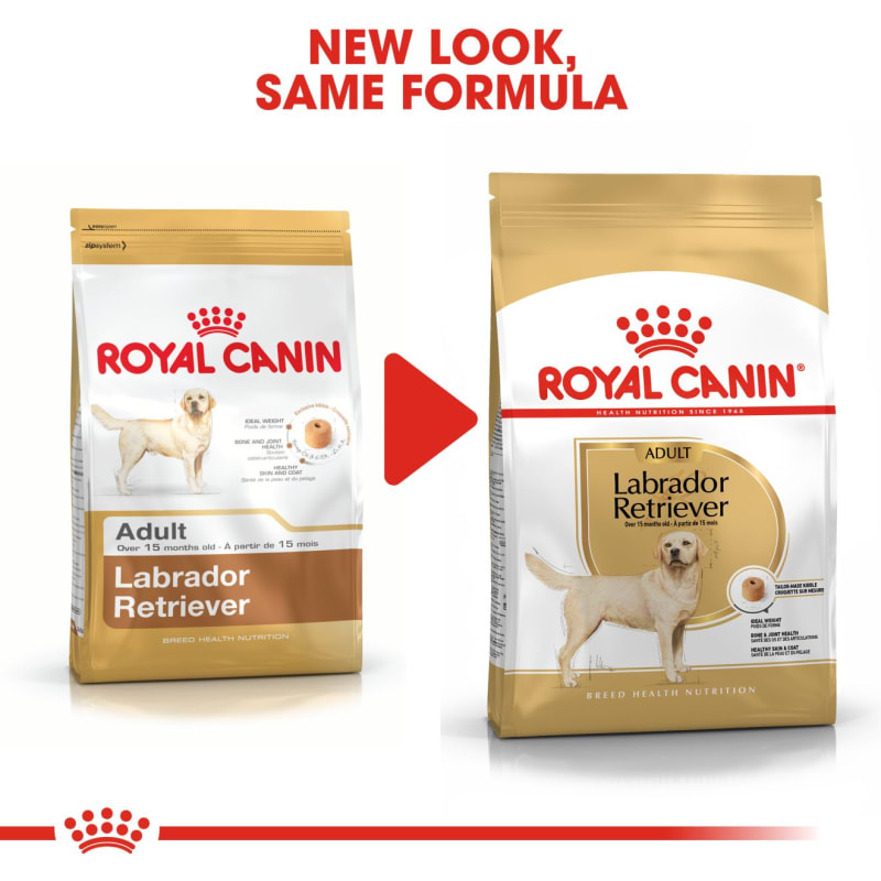 Labrador retriever royal shop canin