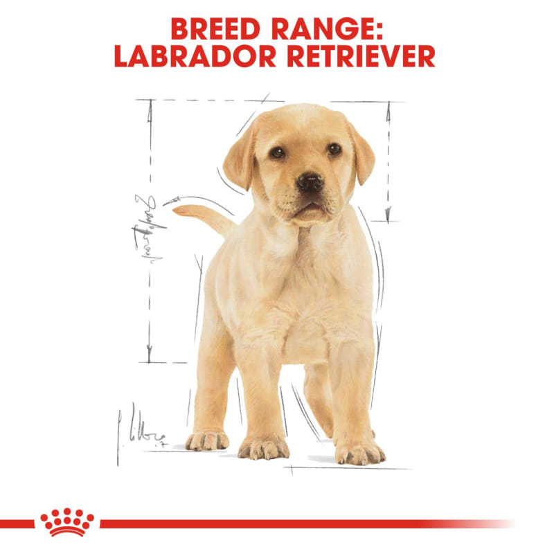 Royal canin labrador hot sale 12kg best price