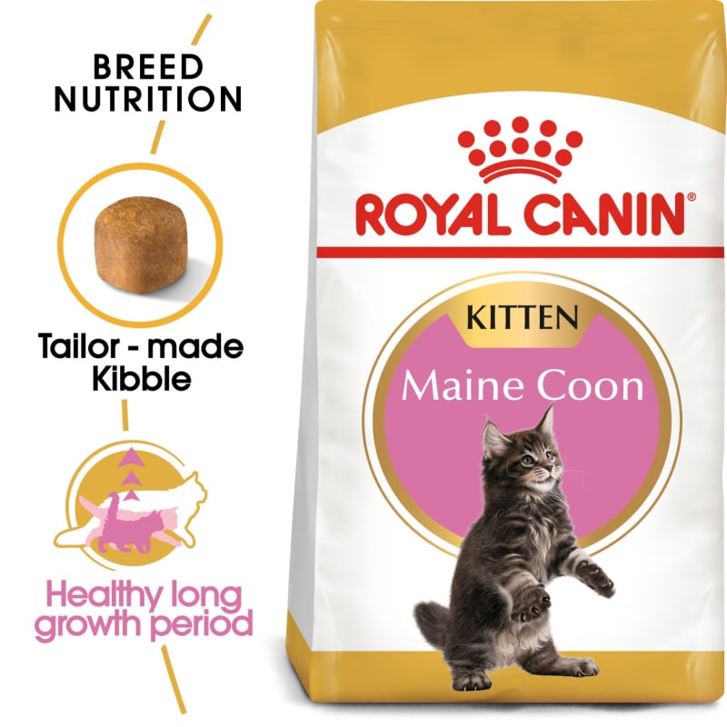 Maine coon royal canin outlet