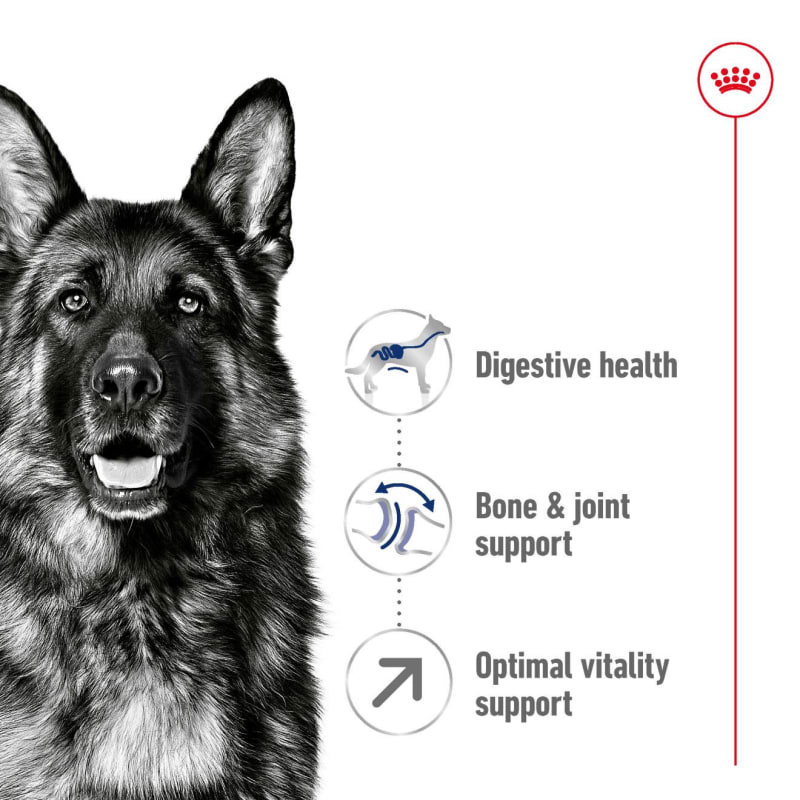 Maxi junior new arrivals active royal canin