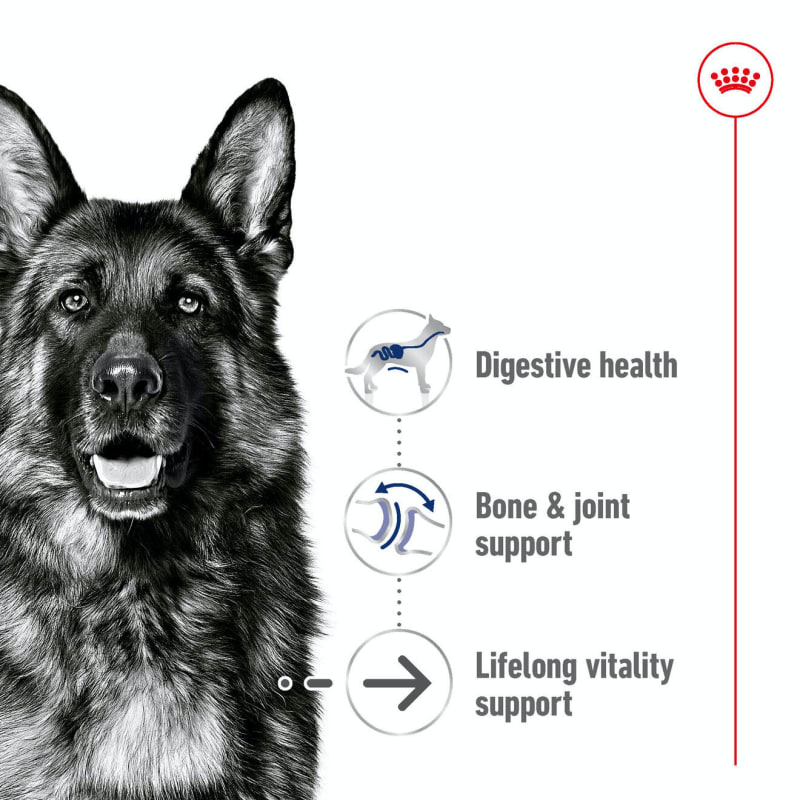 Royal canin senior dog food store