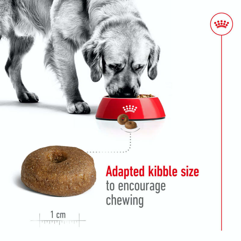Royal canin large best sale aging