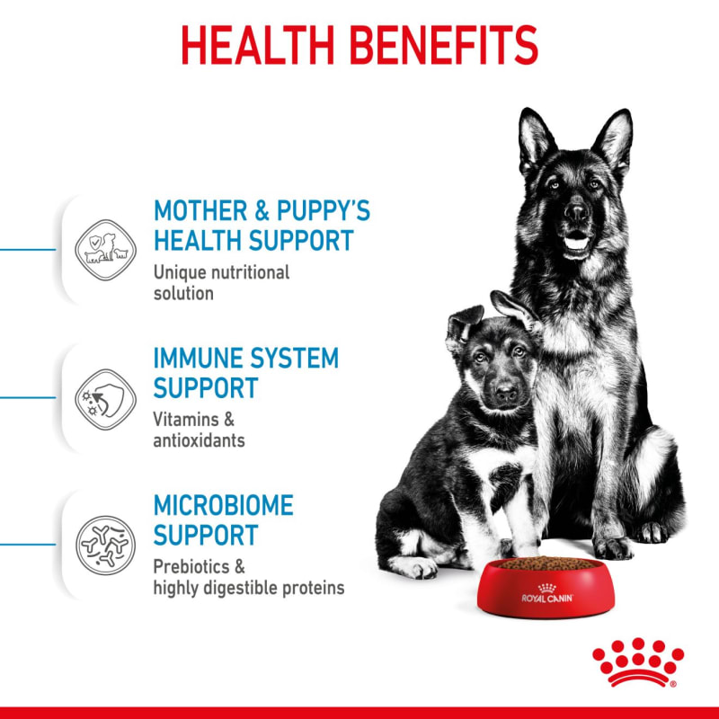 Royal canin dog food maxi starter online