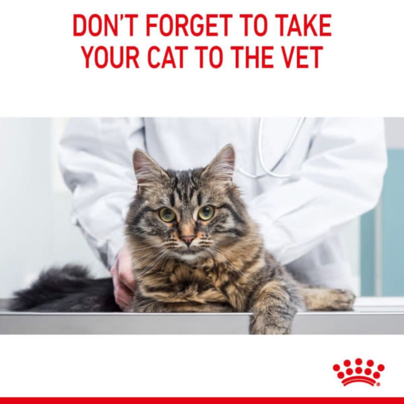 Royal canin veterinary diet feline outlet dental dso 29