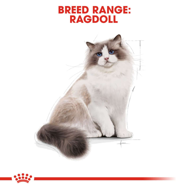 Best wet food for ragdoll cheap cats