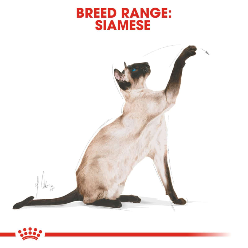 Best cat food for indoor cheap siamese
