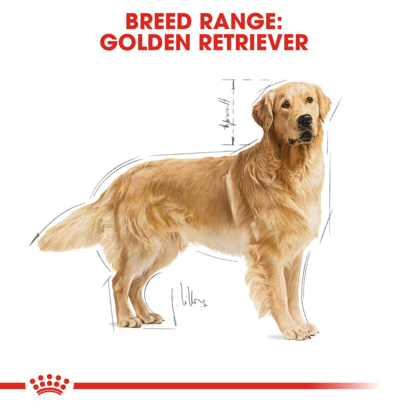 Chewy royal clearance canin golden retriever