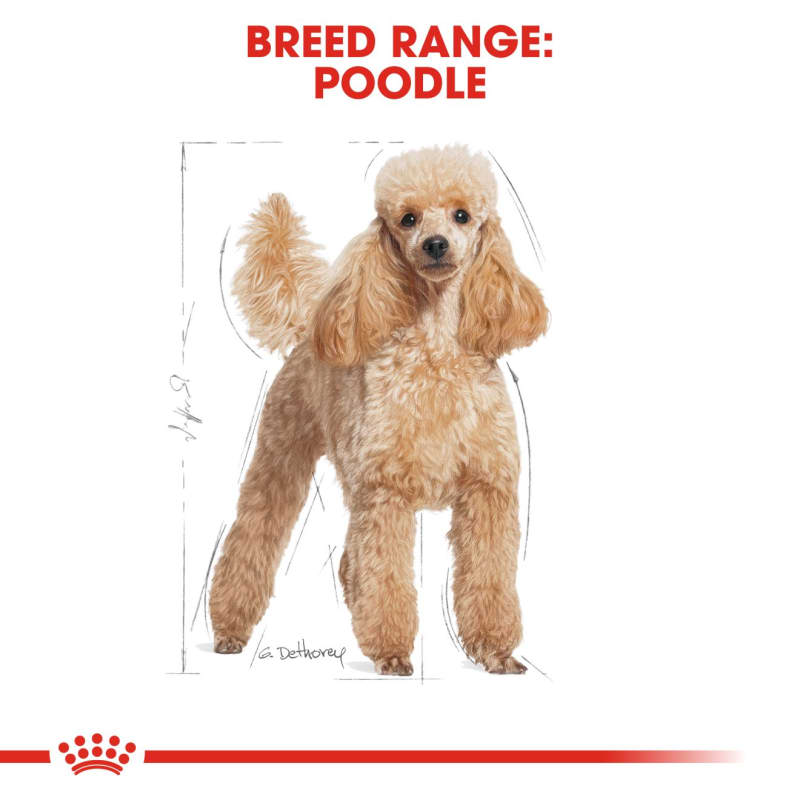 Royal canin toy outlet poodle puppy