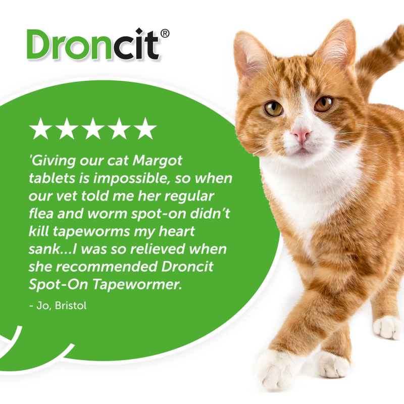 Droncit Spot On Tapewormer for Cats Pet Supermarket