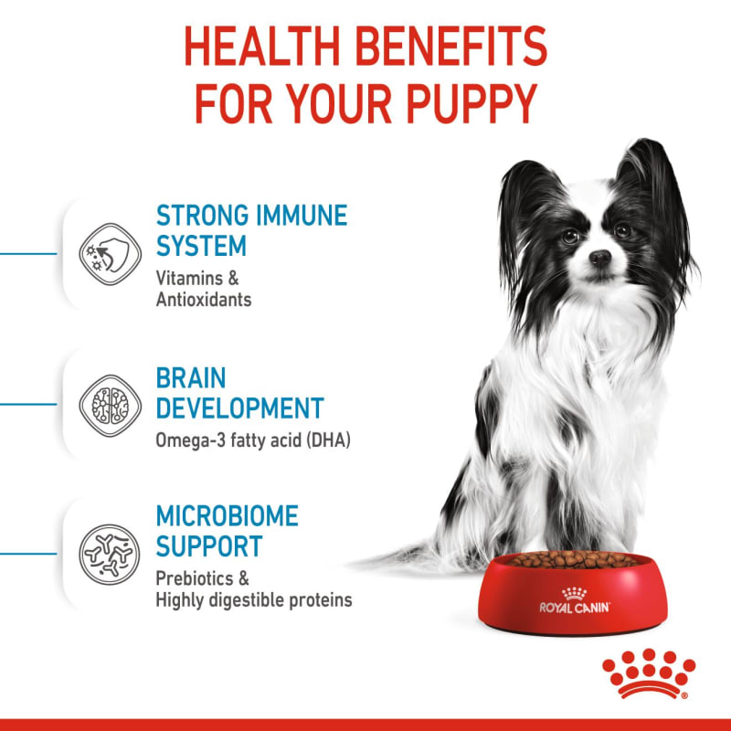Royal canin papillon 2025