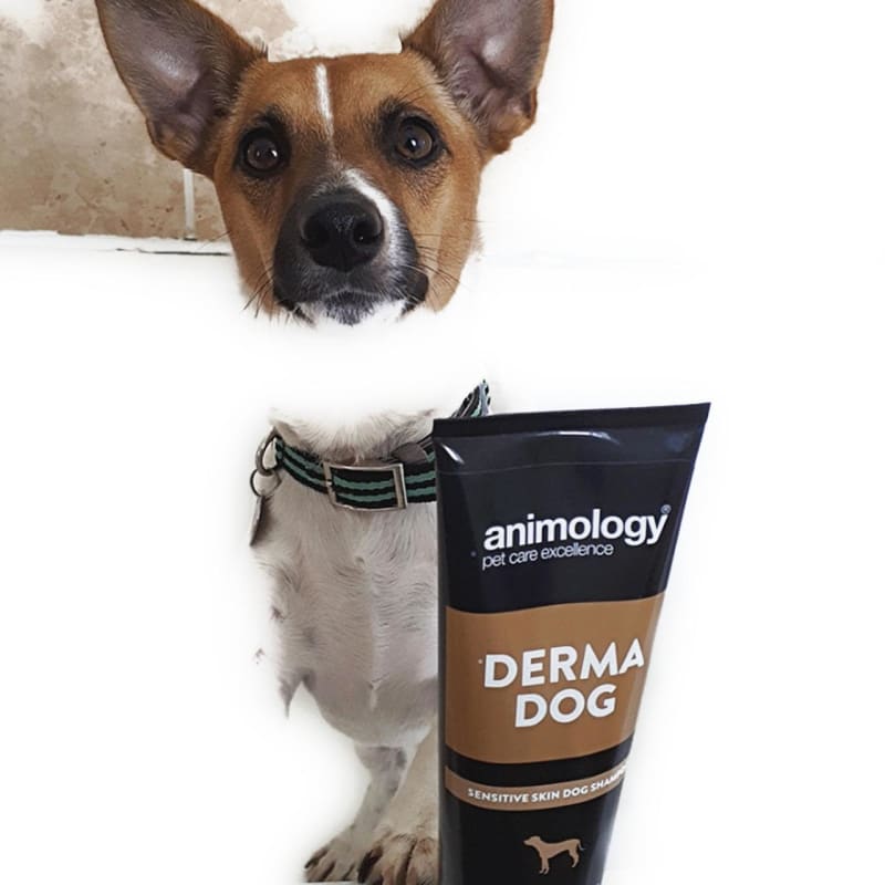 Pet supermarket dog shampoo top