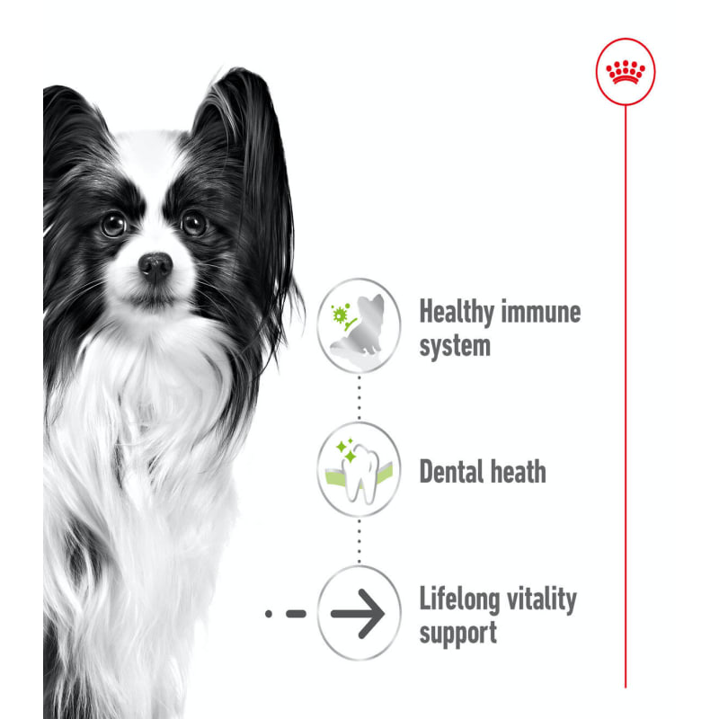 Royal canin senior outlet small dog food