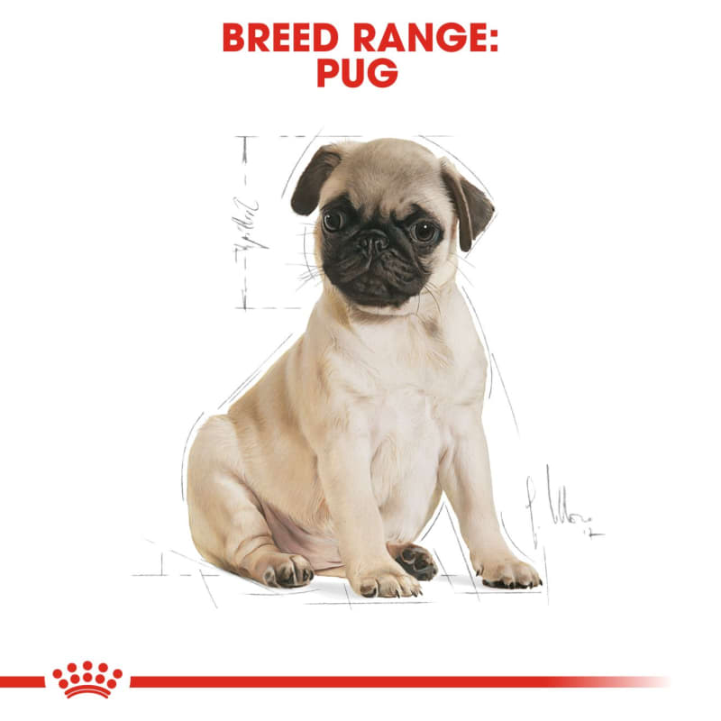 What to feed a pug puppy clearance