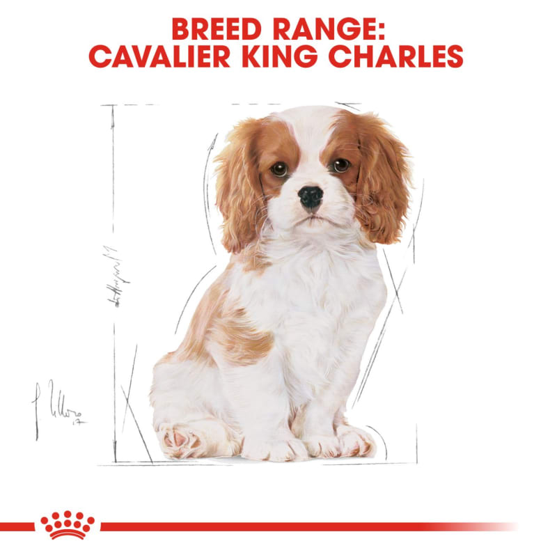 Best dry dog food for cavalier king charles spaniel uk hot sale
