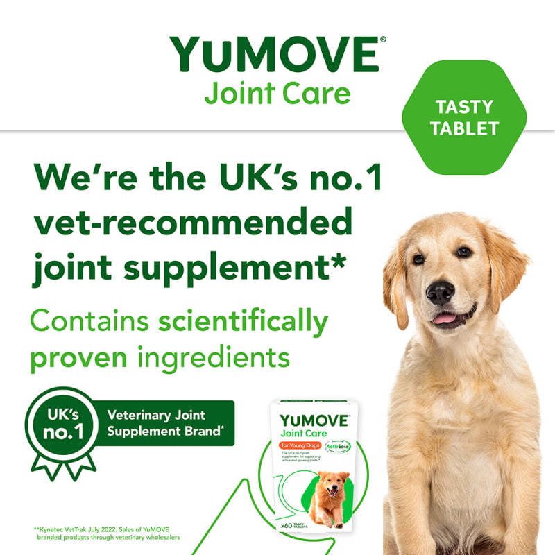 Golden retriever joint supplement online