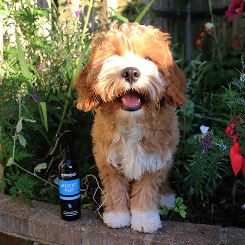 Animology Mucky Pup No Rinse Puppy Pet Supermarket