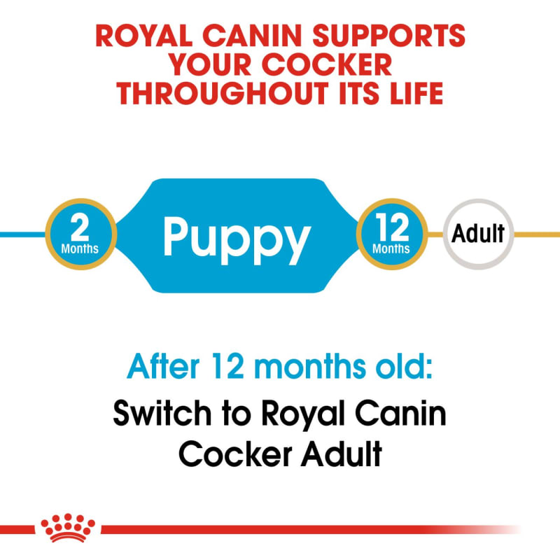 Royal canin cocker best sale junior