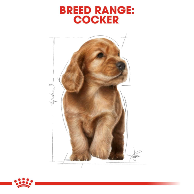 Royal canin cockapoo sale