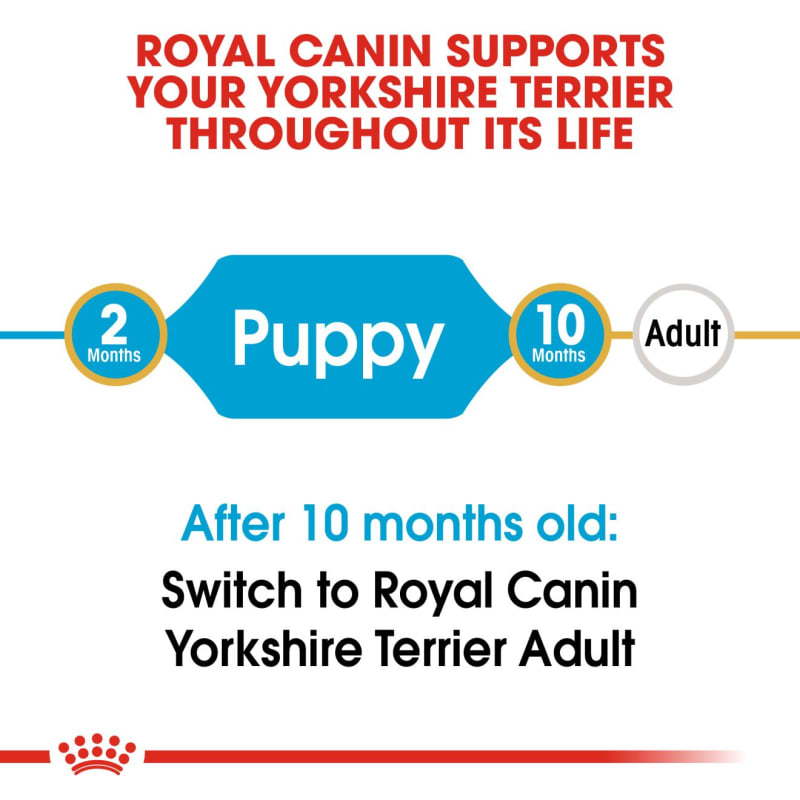 Royal canin hotsell yorkshire terrier adult
