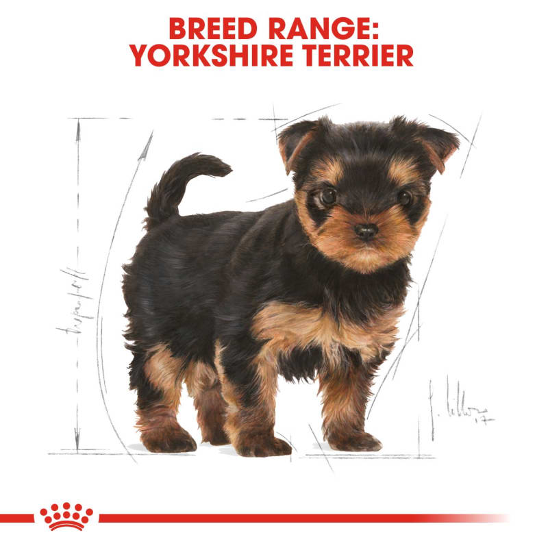 Vitamins cheap for yorkies