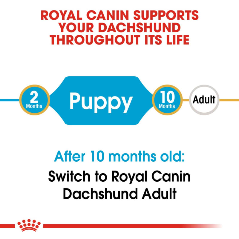 Royal canin dachshund deals adult dry dog food