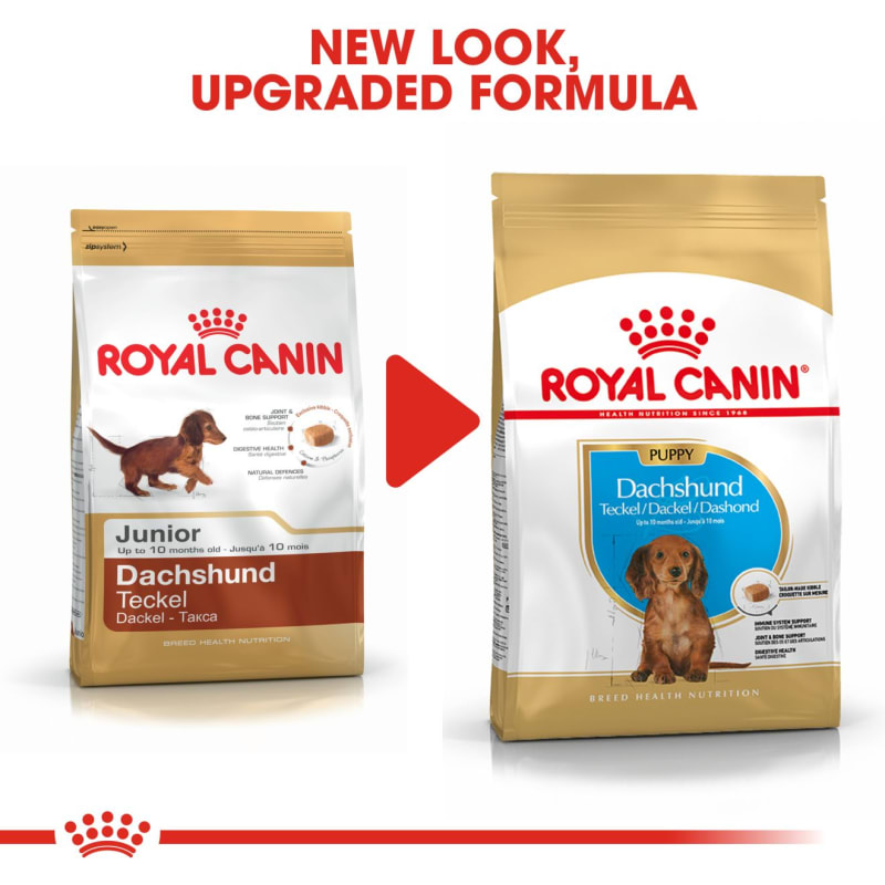 Best food for store miniature dachshund
