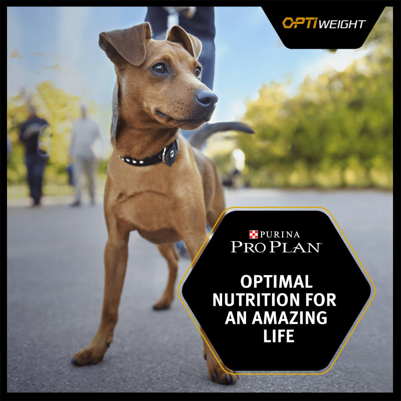 Purina joint mobility dog food coupon discount