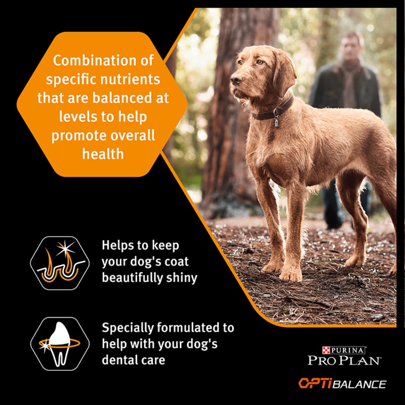 One health dog food on sale