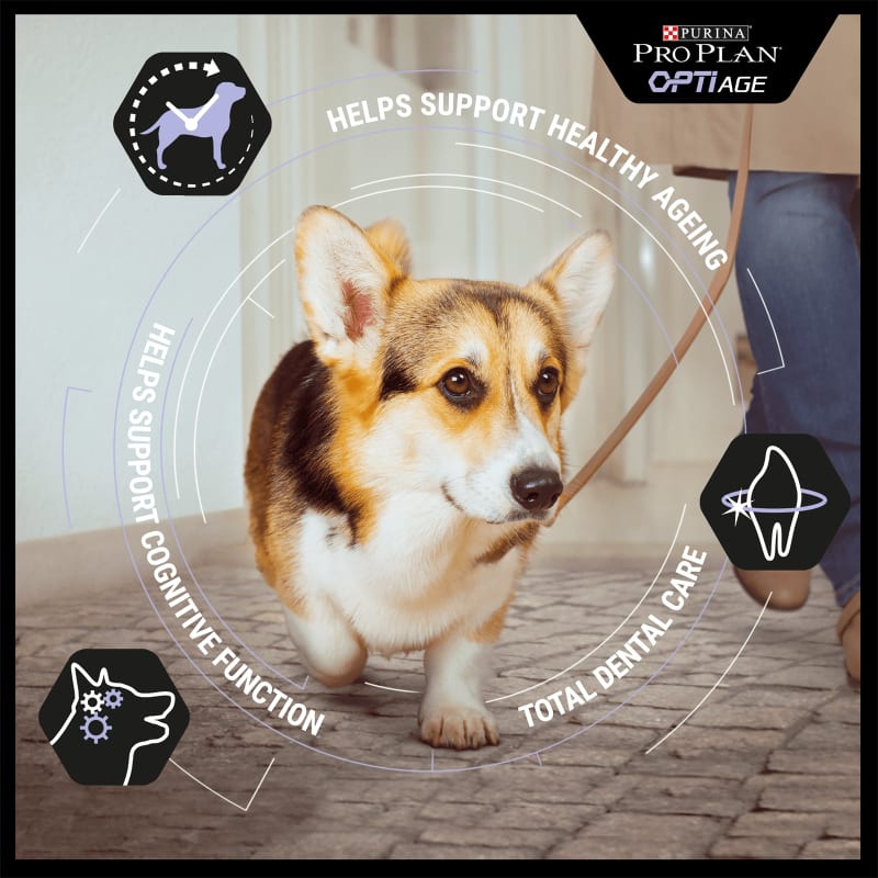 Purina pro plan for senior dogs sales