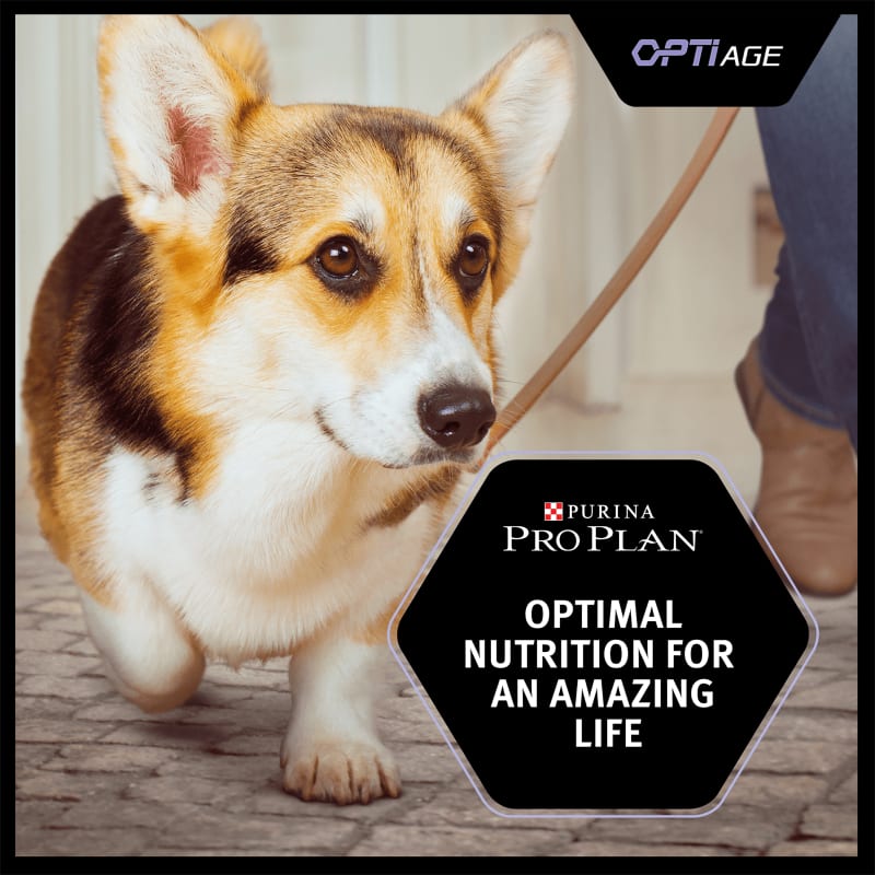 Purina pro plan for senior dogs cheap