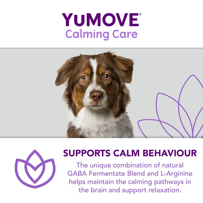Calming 2025 care dogs