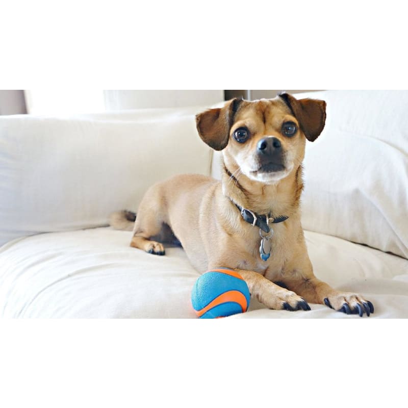 Chuckit bed on sale