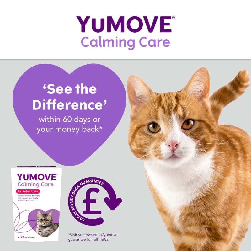 Calming clearance cat food